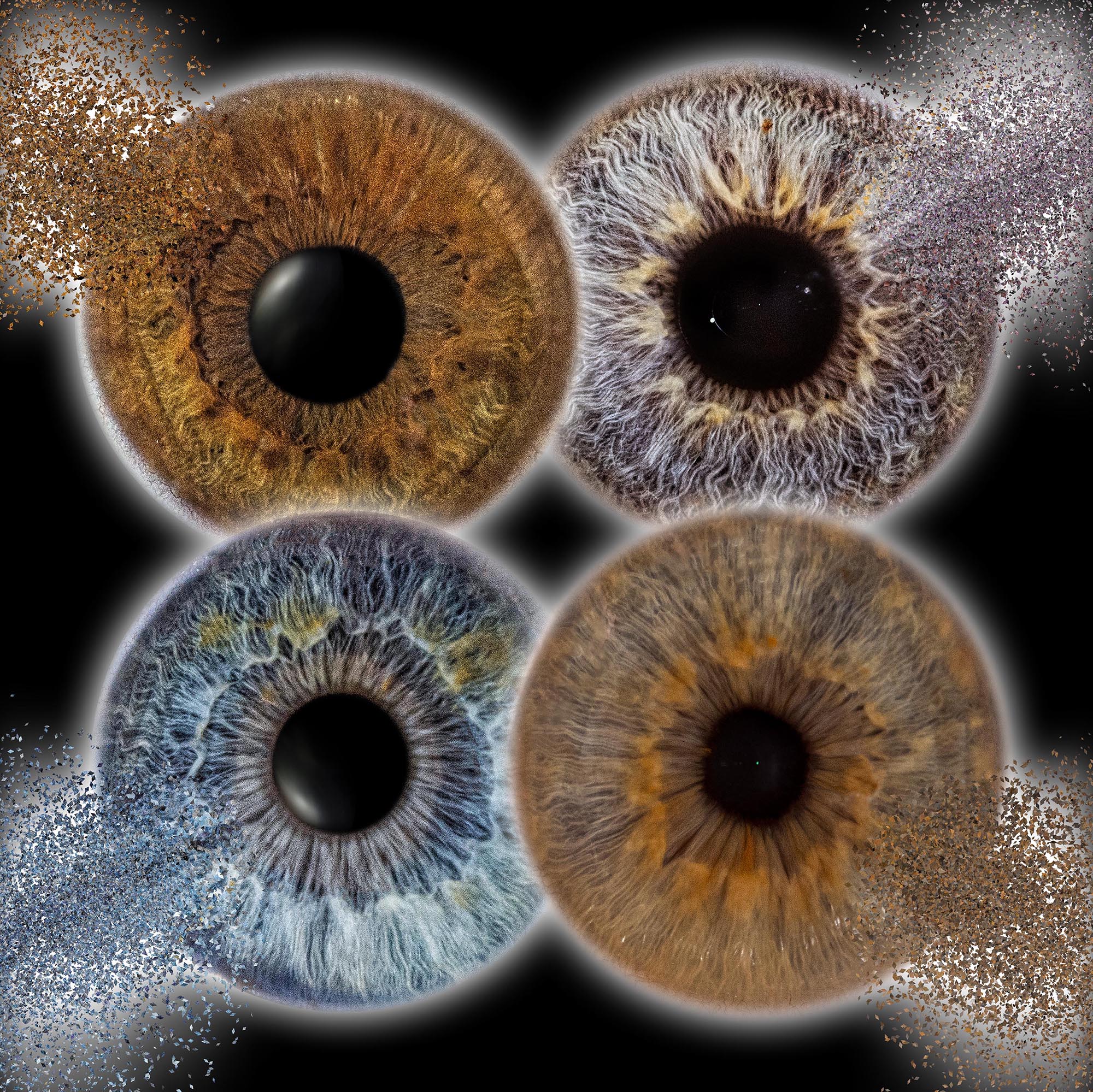 Iris--Fotografie