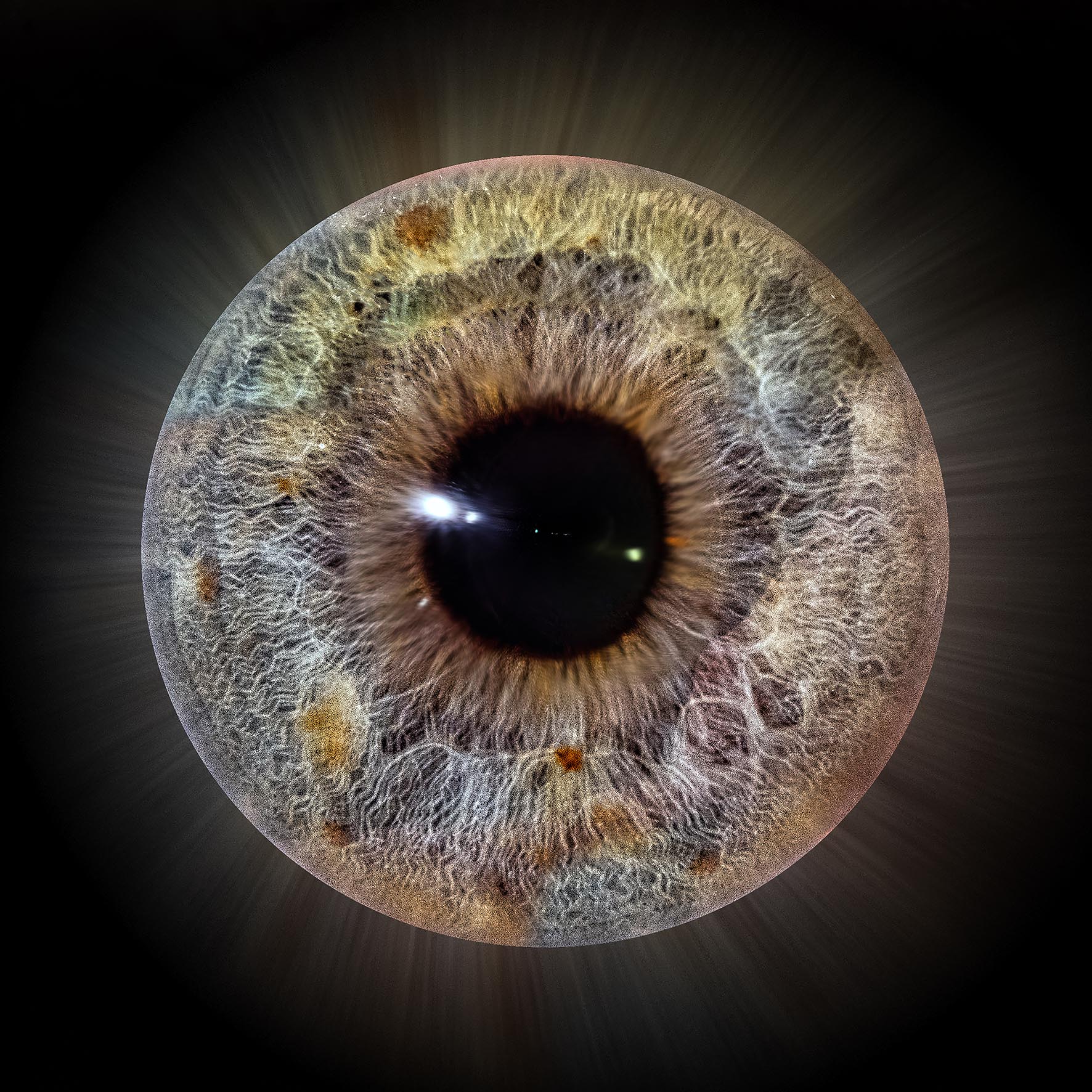 Iris--Fotografie