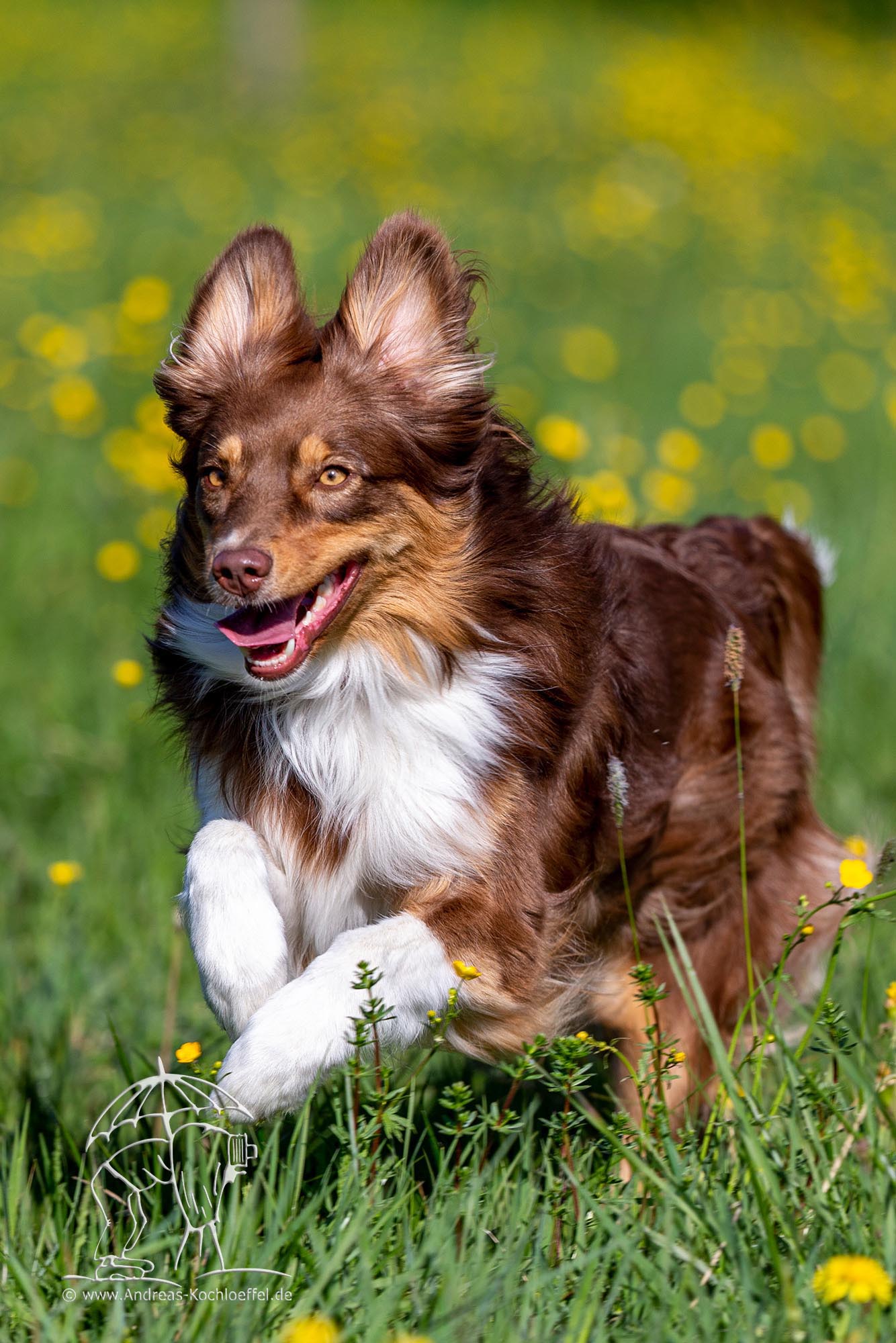 Tier-Fotografie