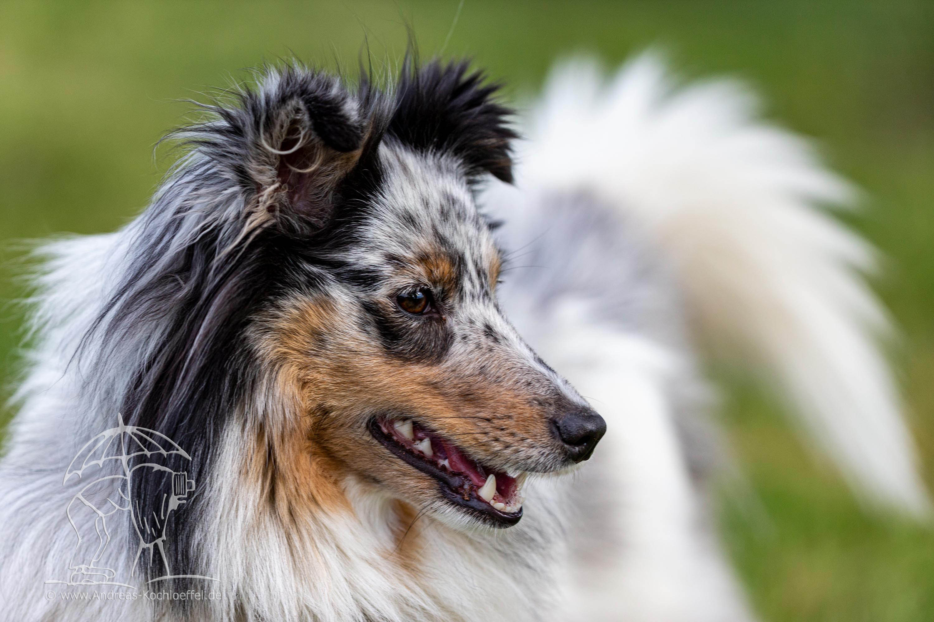 Tier-Fotografie