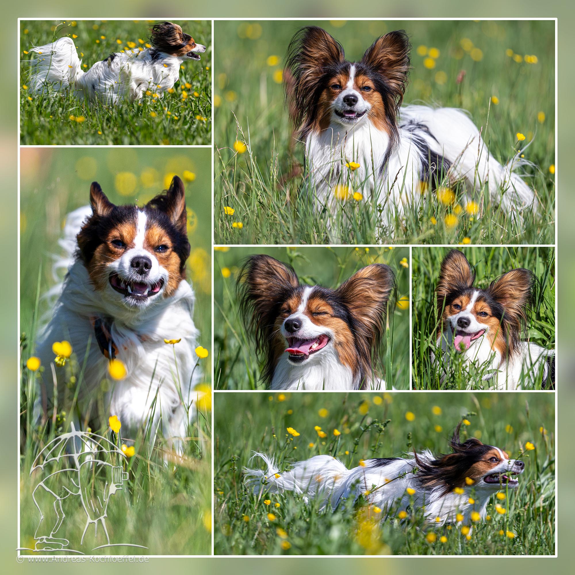 Tier-Fotografie