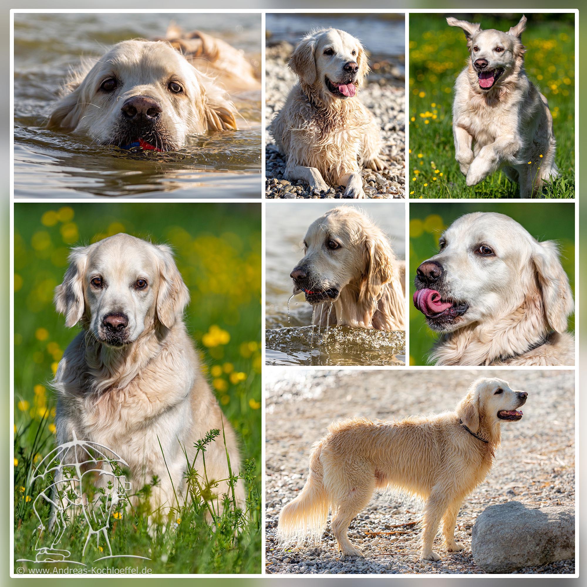 Tier-Fotografie