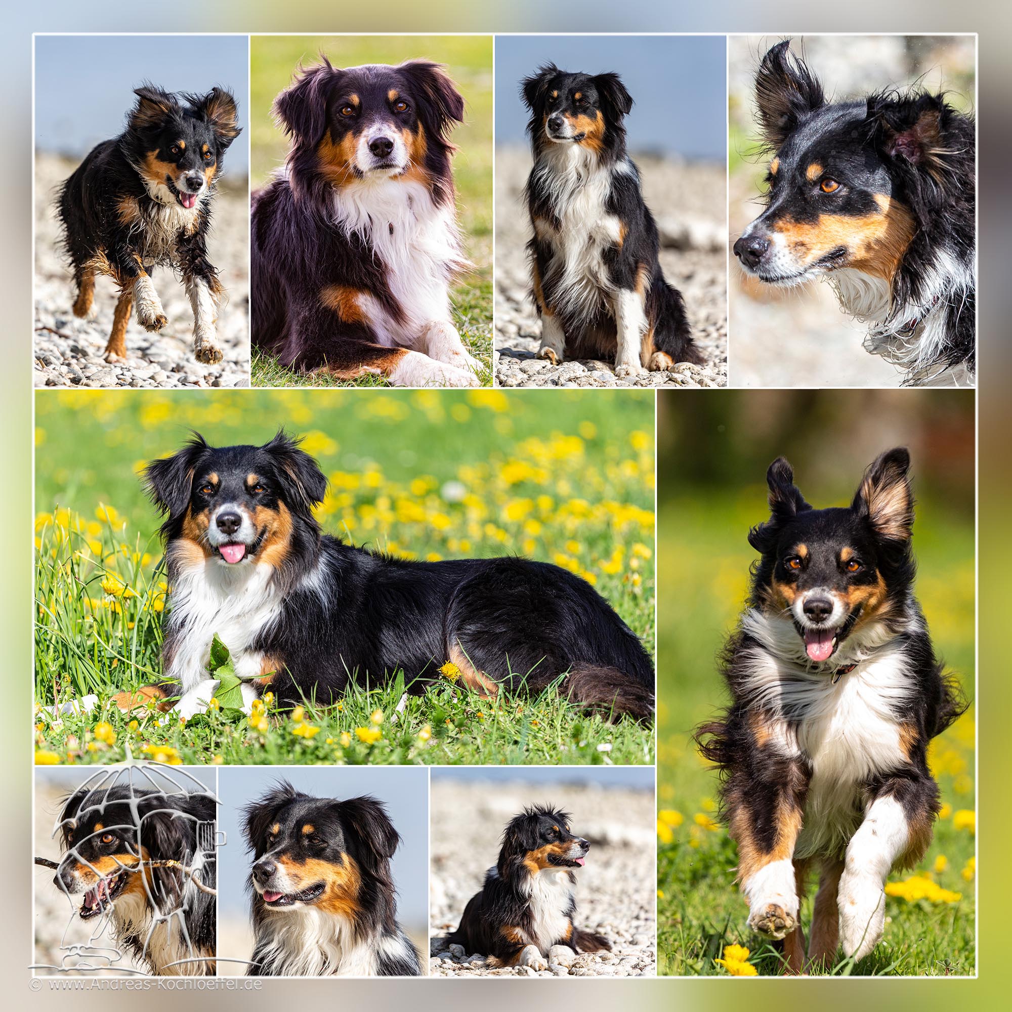 Tier-Fotografie