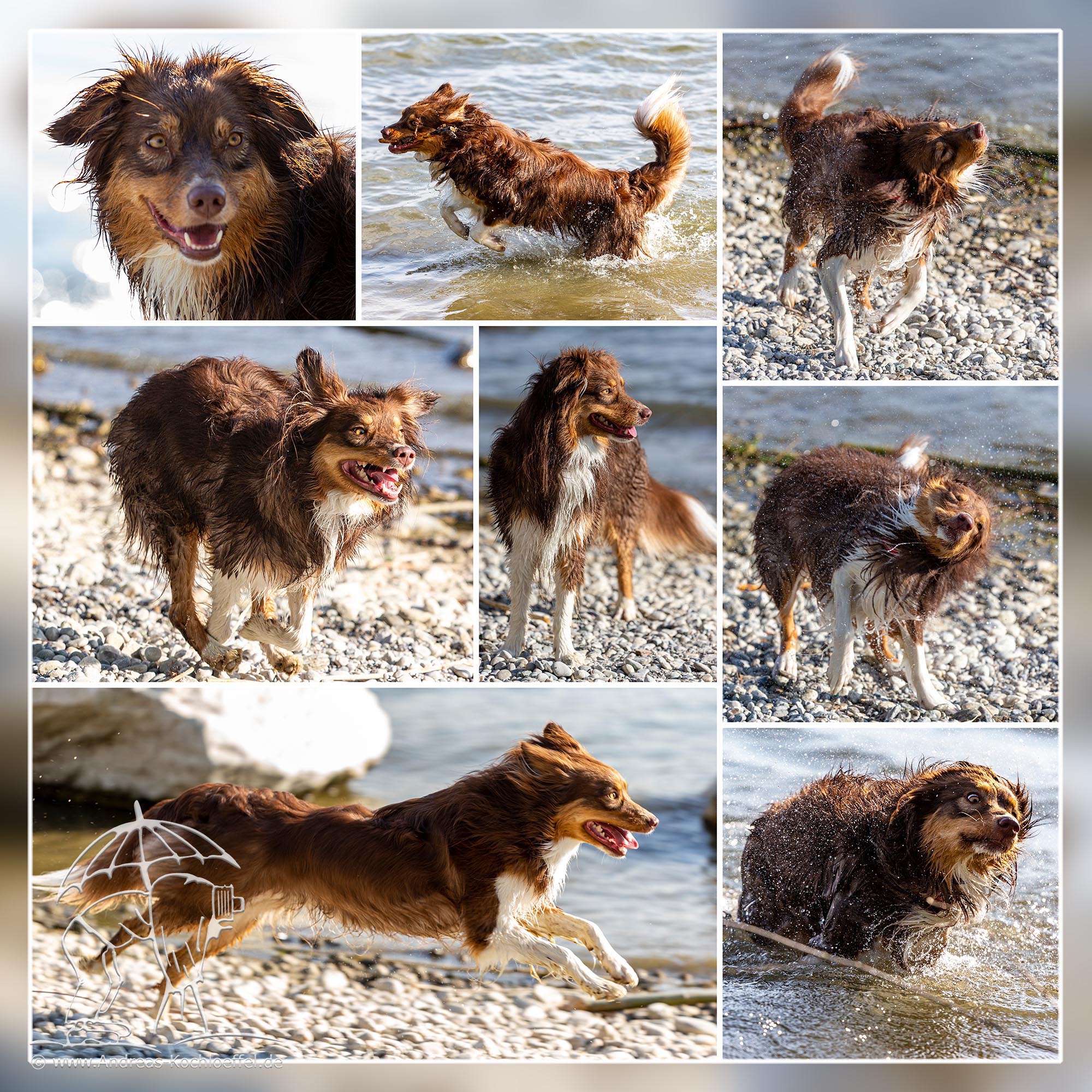 Tier-Fotografie