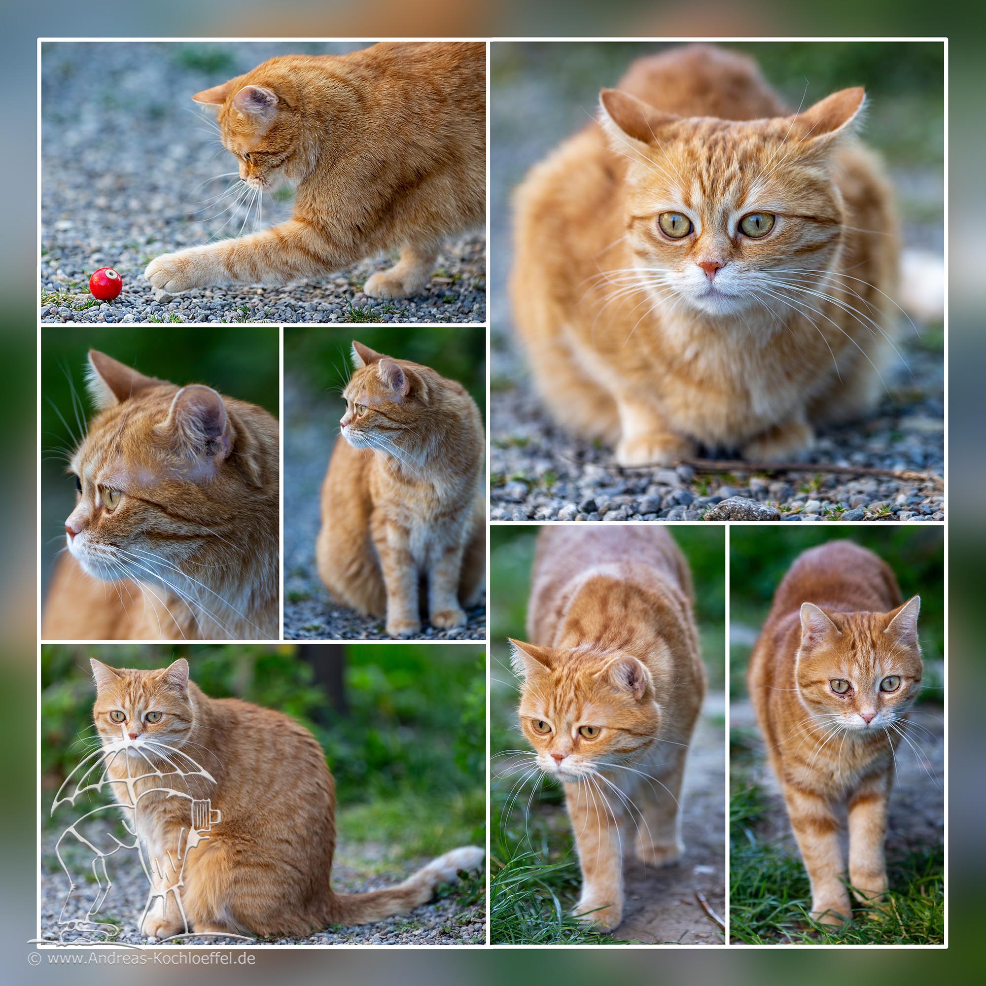 Tier-Fotografie