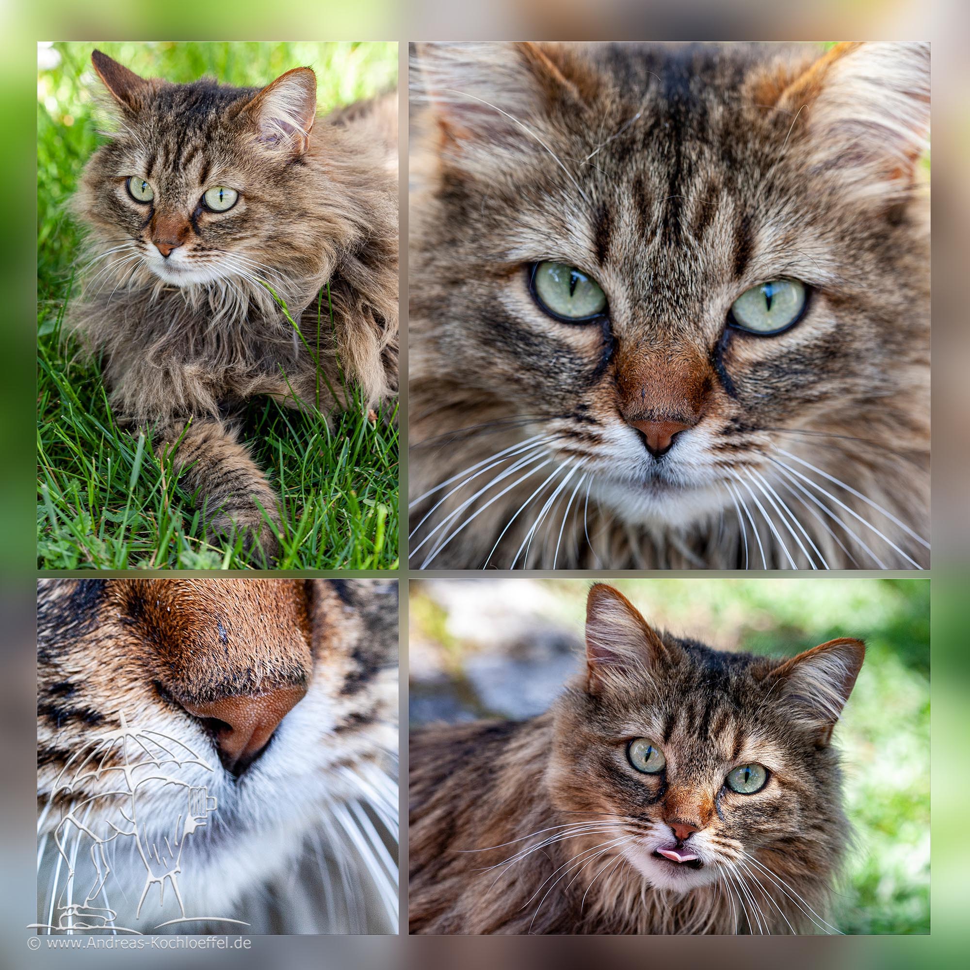 Tier-Fotografie