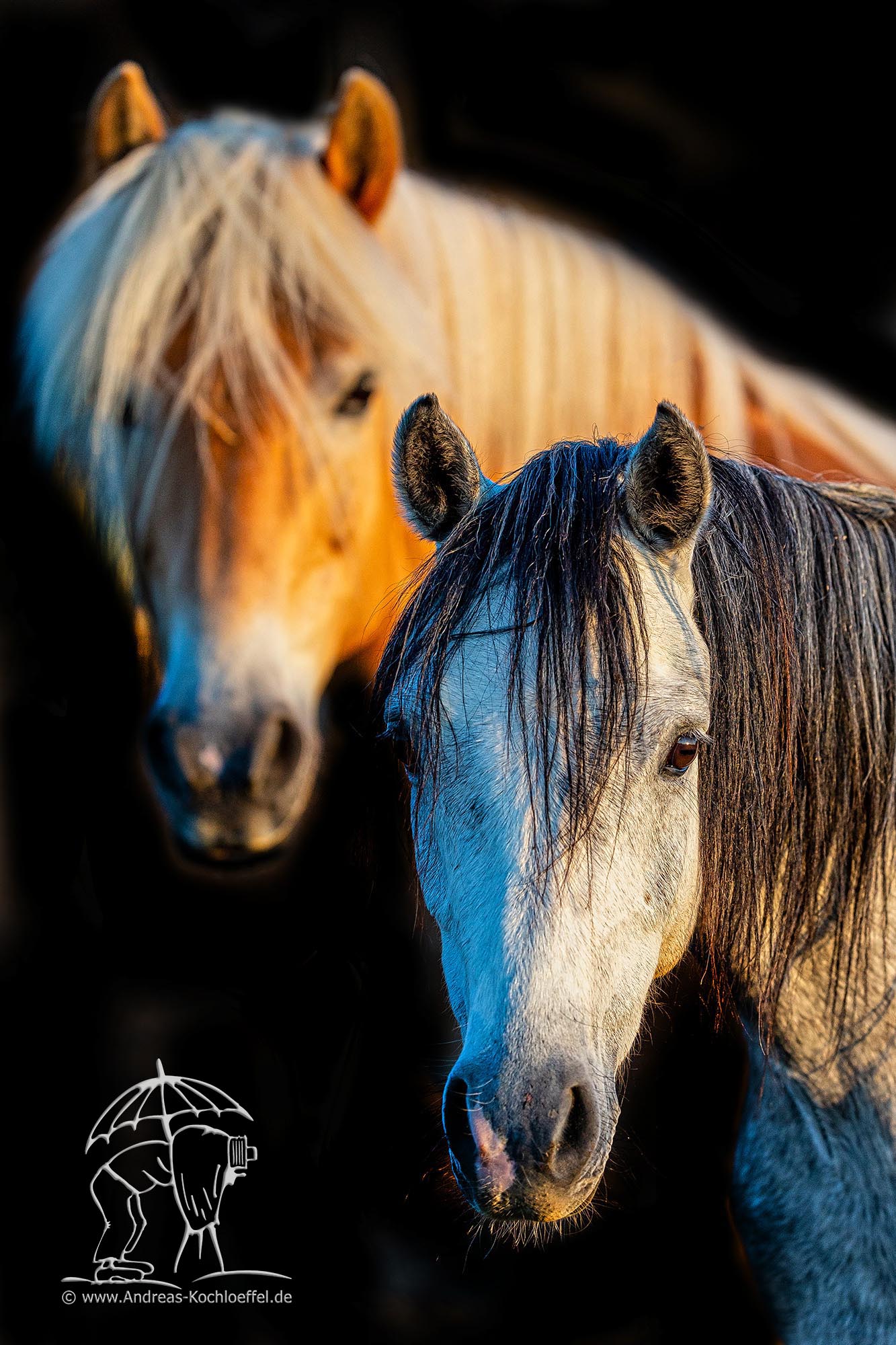 Tier-Fotografie
