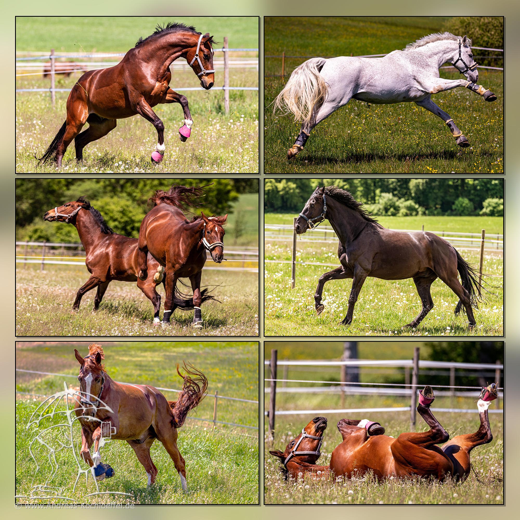 Tier-Fotografie